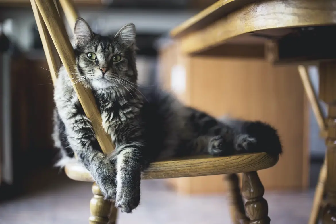 Brown tabby cat on wooden windsor chair-3fd84e7e
