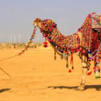 Camel Safari in Jodhpur  Royal Rajasthan-4612f115