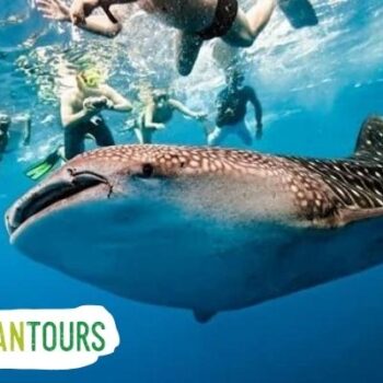 Whale Shark Tour from Tulum