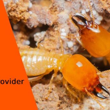 Pest Control Adelaide- How to Detect and Control Termites in Your Home-2a6dea6d