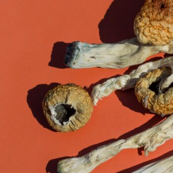 Shrooms-Category-DT-c9c91401