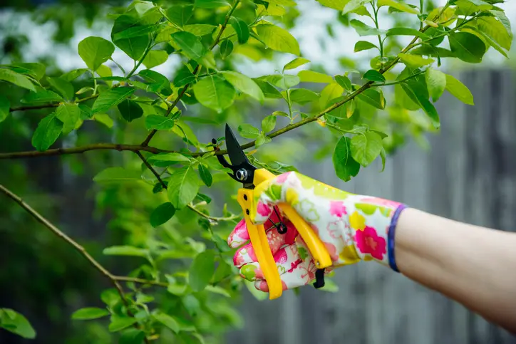 When Is the Best Time to Prune Fruit Trees-4f8b8b1b