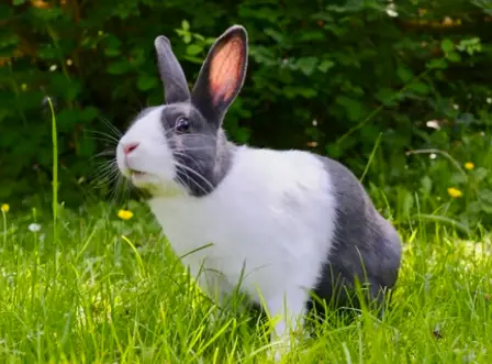 aspencommonsvet-rabbit-veterinary-clinic-aurora-co-e9219cfd