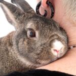 aspencommonvets-rabbit-animal-hospital-aurora-co-658639c4