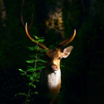 light for deer