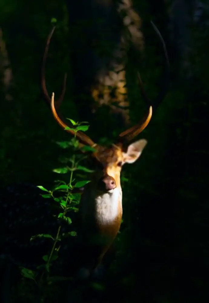 light for deer