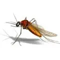 mosquito_pest_control_services_in_mumbai_thane_navi_mumbai-44f7d1f8