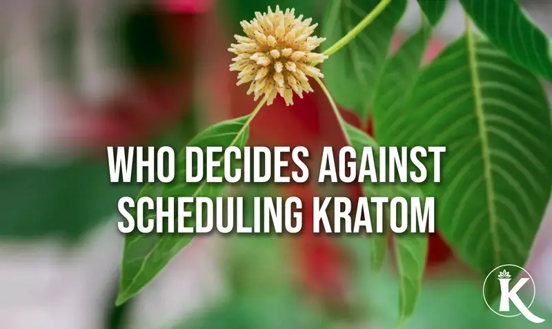 WHO Decides Against Scheduling Kratom