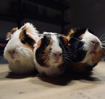 All About Himalayan Guinea Pig-d1510456