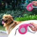 Automatic Retractable Dog Traction Rope-d15dc7c1