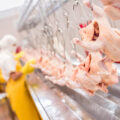 Poultry Processing Plant-00c7878a