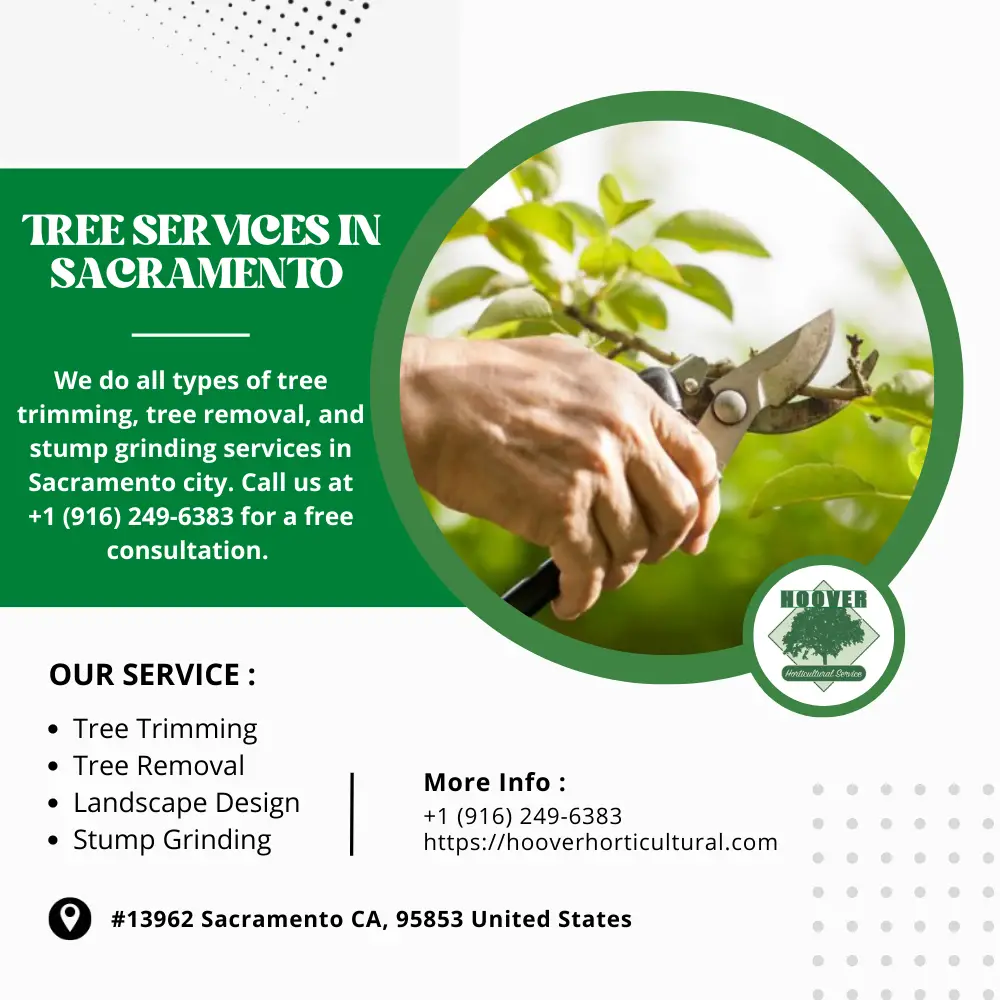 Tree Service Sacramento-57fbadc5