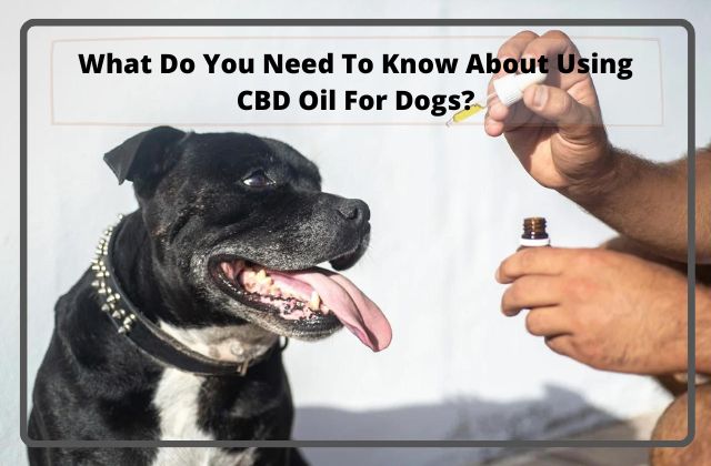 What Do You Need To Know About Using CBD Oil For Dogs (1)-2f1d09df