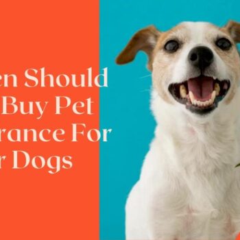 When Should You Buy Pet Insurance For Your Dogs-aa3c26fc