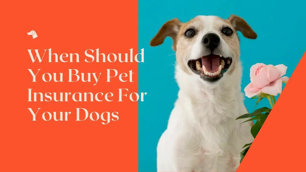 When Should You Buy Pet Insurance For Your Dogs-aa3c26fc