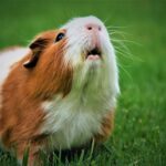 Are-guinea-pigs-good-pets-283ca00e