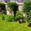 Why Choose Rubbish and Garden Clearance for Merton Garden Clearance Services?