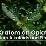 Description of the alkaloids found in Mitragyna speciosa (kratom), their effects, and the variation between strains.
