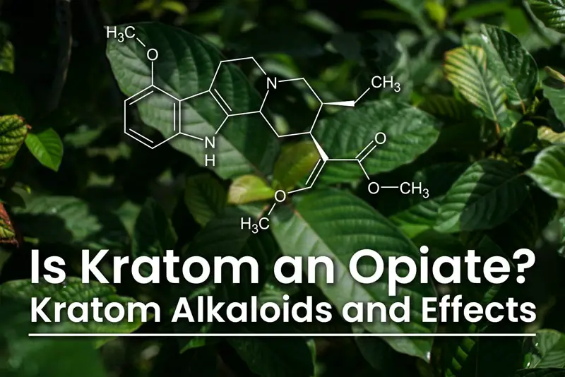 Description of the alkaloids found in Mitragyna speciosa (kratom), their effects, and the variation between strains.