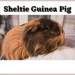 Sheltie-Guinea-Pig-cf04d53b