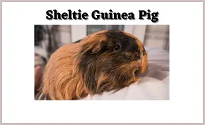 Sheltie-Guinea-Pig-cf04d53b