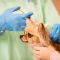 Why Is It Important To Maintain Your Dogs Vaccines-da451a78