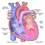 inferior vena cava-a28f9337