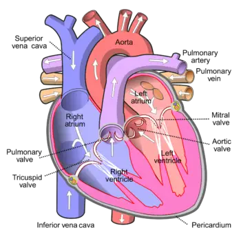 inferior vena cava-a28f9337