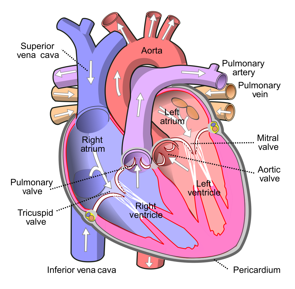 inferior vena cava-a28f9337