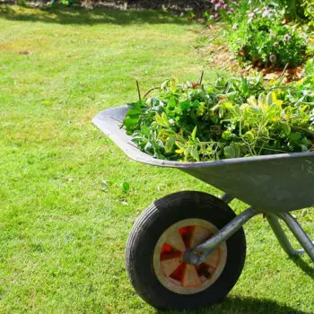 The Ultimate Guide to Garden clearance Services in Croydon