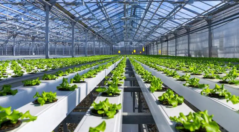 Greenhouse Produce Market-257bf1fb