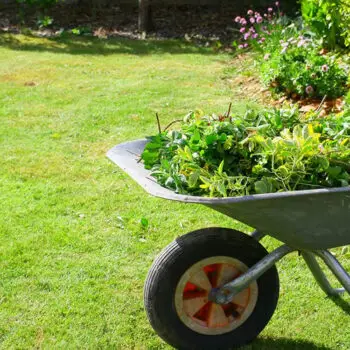 Garden clearance Sutton: Your guide to clearing garden waste