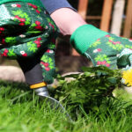 Garden clearance Merton: 4 best homemade natural weed killers to maintain your garden