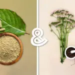 Kratom & Valerian Root: Can You Use the Two Together?