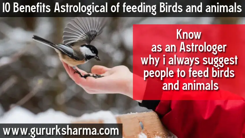 10 Benefits Astrological of feeding Birds and animals-9df59a5c