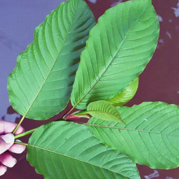 All You Need to know About Red Maeng Da Kratom-b236774d