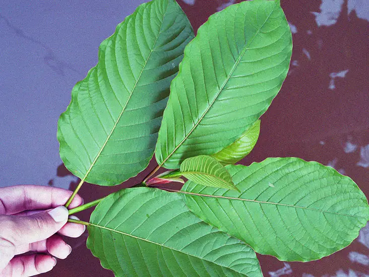 All You Need to know About Red Maeng Da Kratom-b236774d