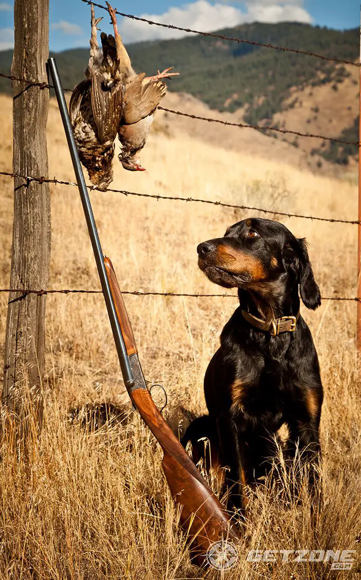 Dog and shotgun in foothills-42967b96