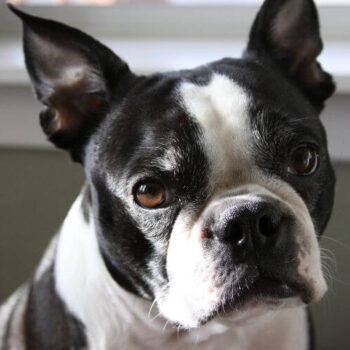 Everything You Want To Know About Boston Terriers-e216d60a