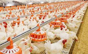 Poultry Keeping Machinery Market-10204c6e