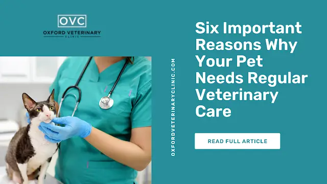Six Important Reasons Why Your Pet Needs Regular Veterinary Care-0e0fd49f
