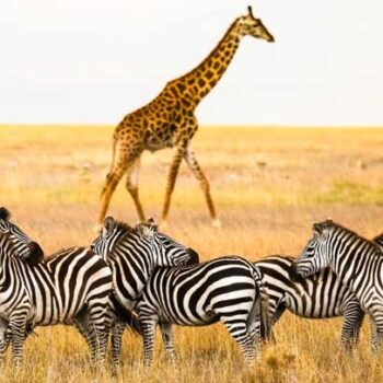 Tanzania luxury safari tours