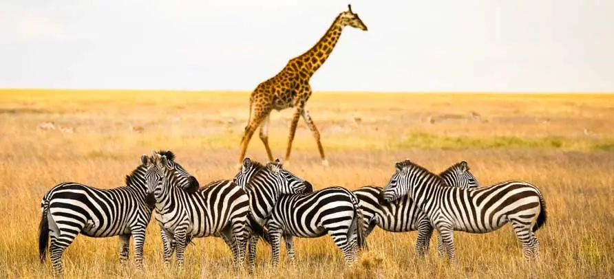 Tanzania luxury safari tours