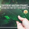 Different Kratom Strains & How Did They Get Their Names?
