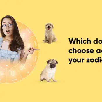 Which Dog Should You Choose According to Your Zodiac Sign?