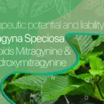 Therapeutic potential and liability of the Mitragyna speciosa