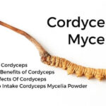 Cordyceps-40cc4791