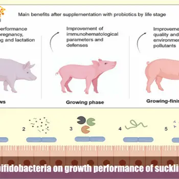Effects of bifidobacteria on growth performance of suckling piglets-5e459851