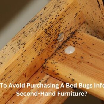 How To Avoid Purchasing A Bed Bugs Infested Second-Hand Furniture-2376a58a