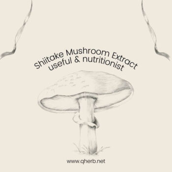 Shiitake-Mushroom-Extract-3b717f1f